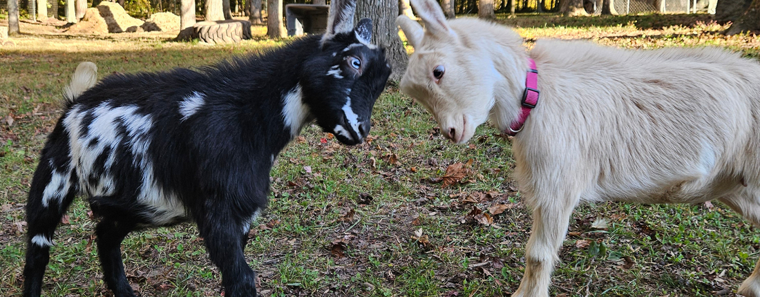 Gigi’s Goats & Soaps